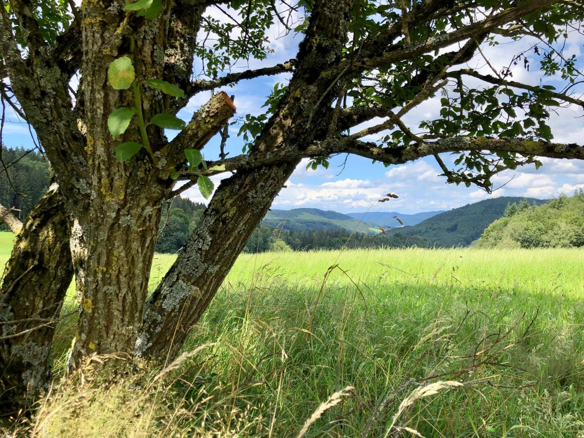Ferien Im Schwarzwald Freiamt Hotel ภายนอก รูปภาพ