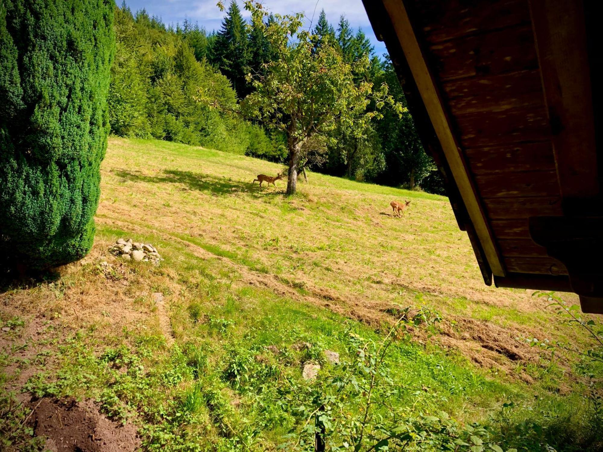 Ferien Im Schwarzwald Freiamt Hotel ภายนอก รูปภาพ